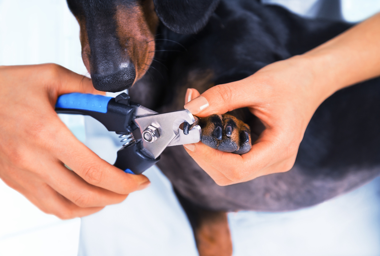 Veterinarian is trimming dog nails